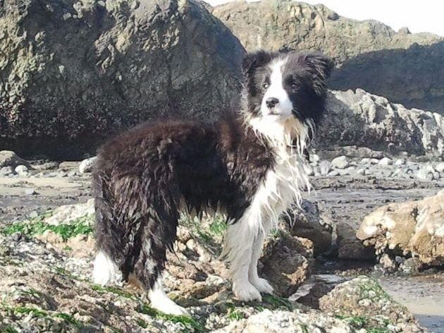 Border Collie Puppies breeder image 3