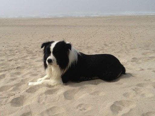 Border Collie Puppies breeder image 4