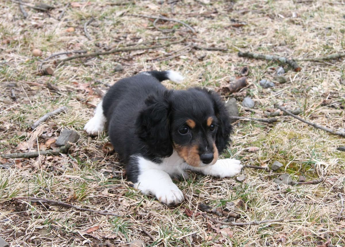 Dachshund Puppies breeder image 2