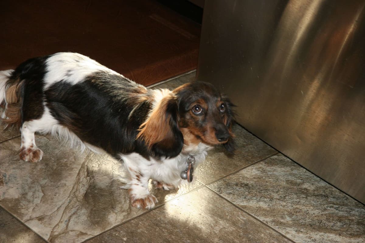 Dachshund Puppies breeder image 5