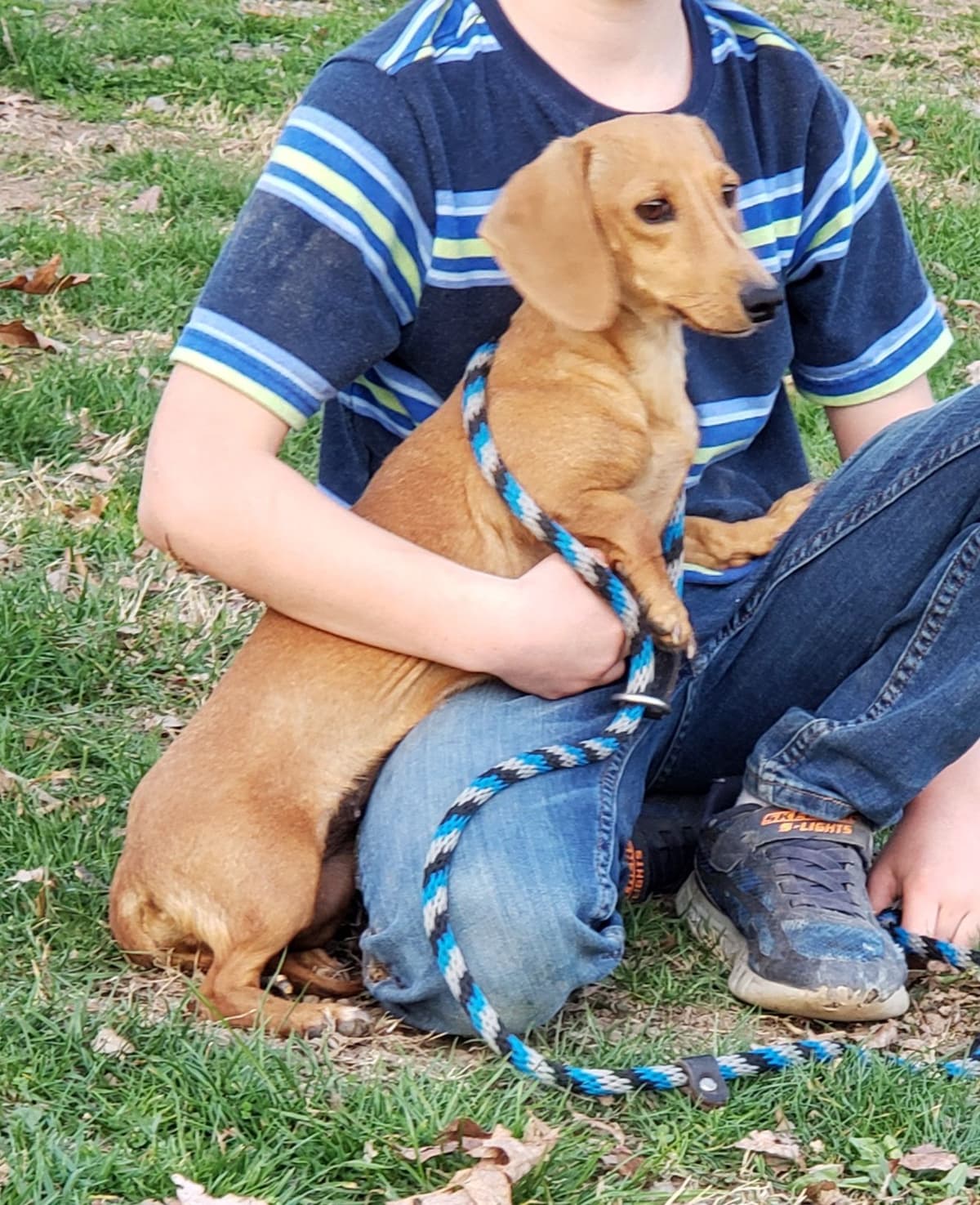 Dachshund Puppies breeder image 6