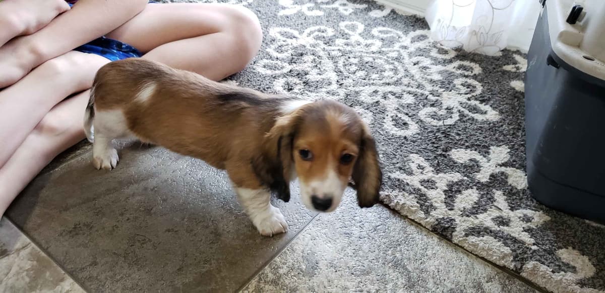 Dachshund Puppies breeder image 3