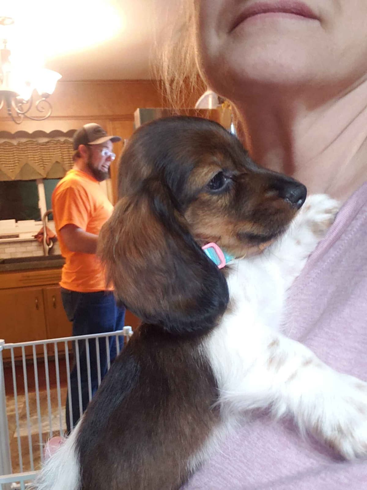 Dachshund Puppies breeder image 8