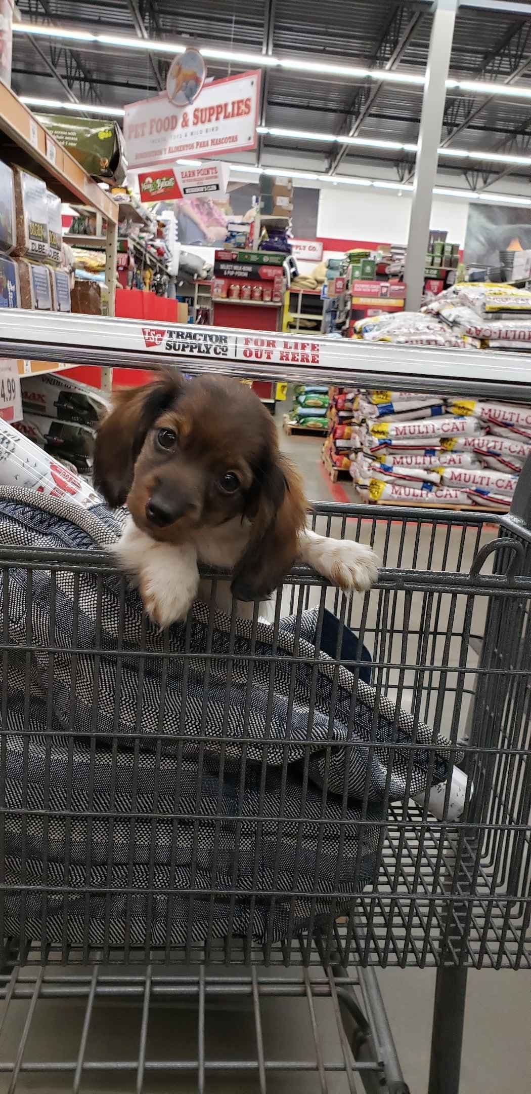 Dachshund Puppies breeder image 1