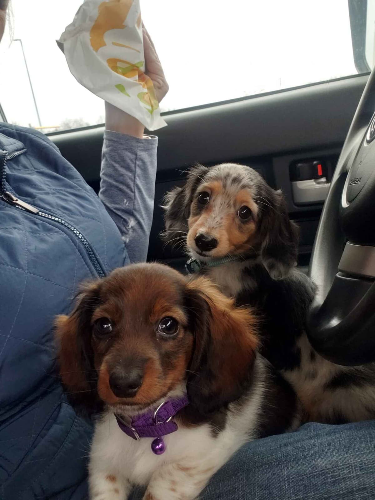 Dachshund Puppies breeder image 9