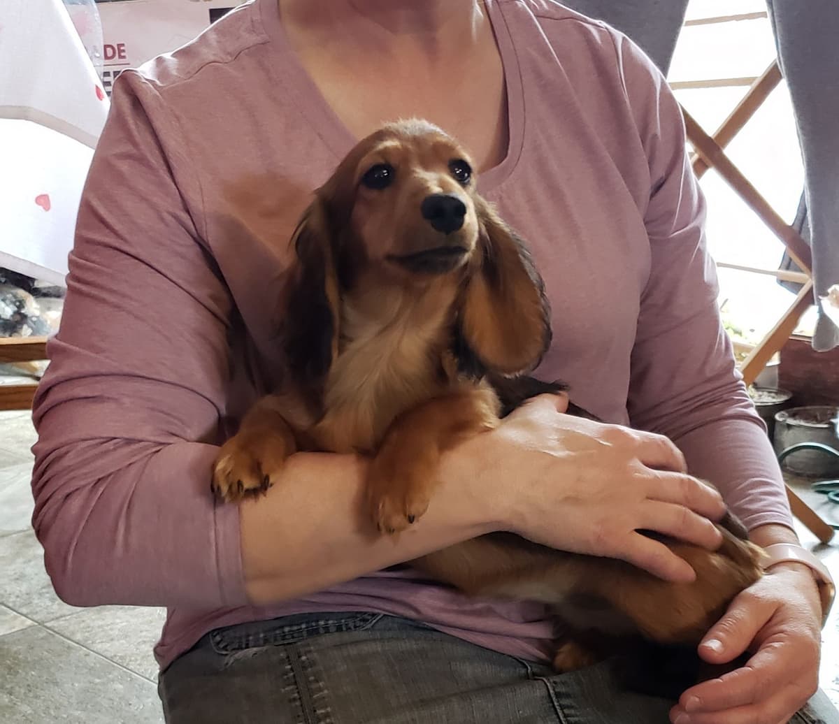 Dachshund Puppies breeder image 10