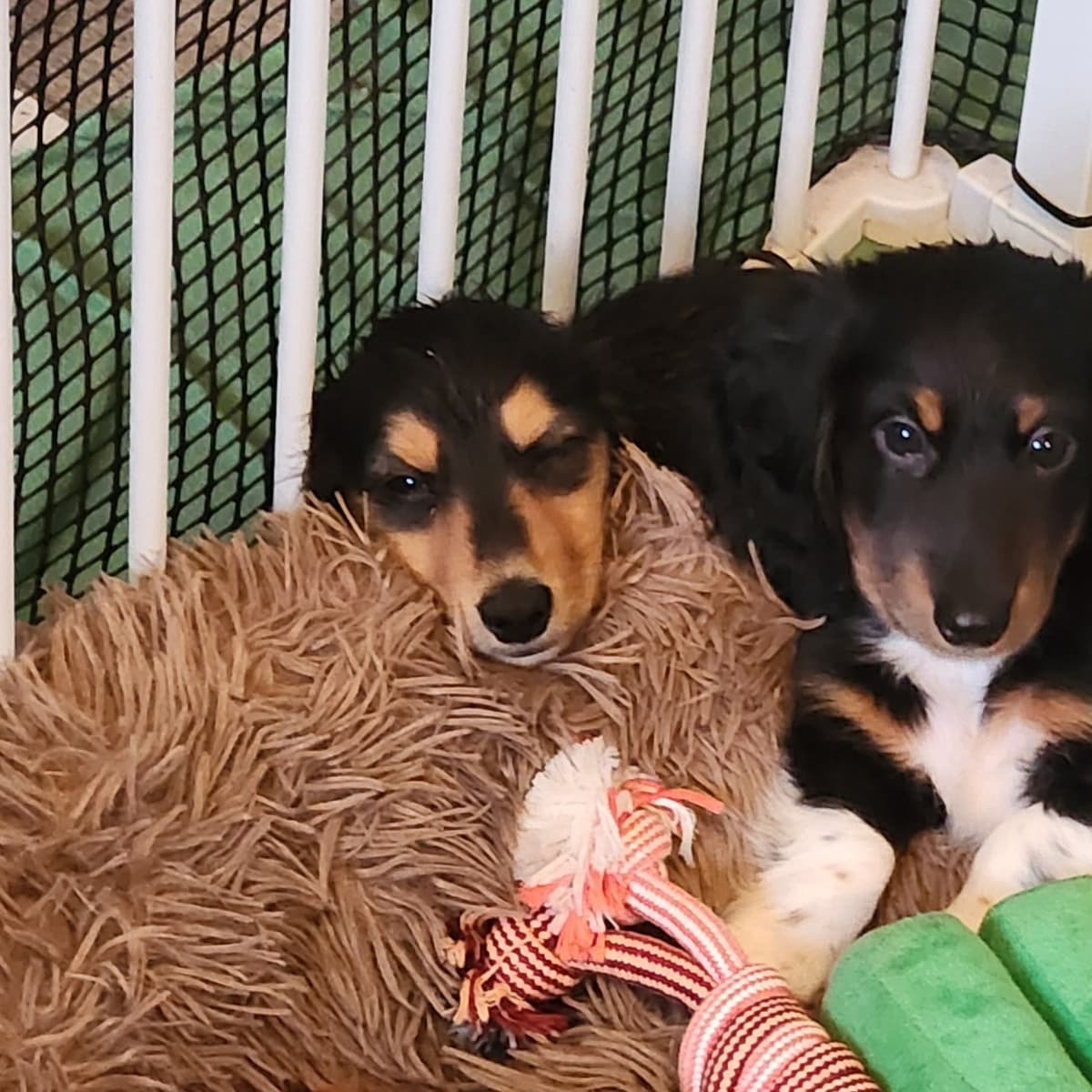 Dachshund Puppies breeder image 12