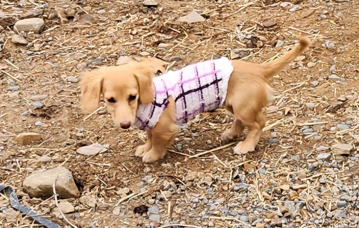 Dachshund Puppies breeder image 13