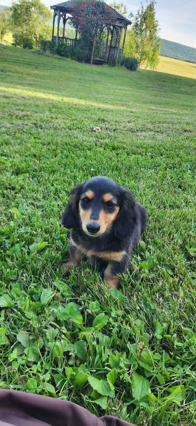Dachshund Puppies media 2