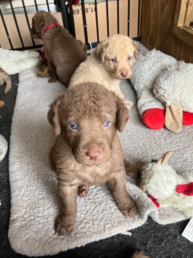 Chesapeake Bay Retriever Puppies media 2