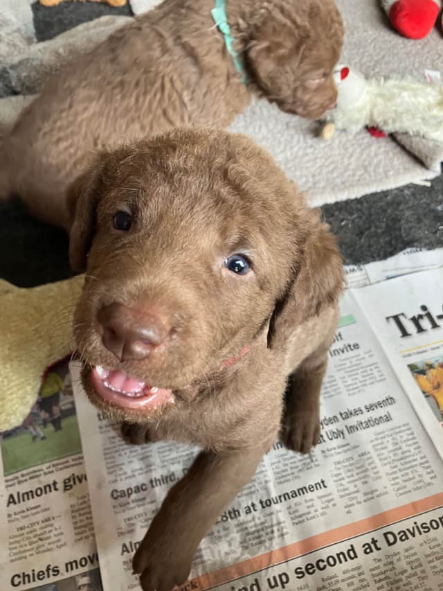 Chesapeake Bay Retriever Puppies media 3