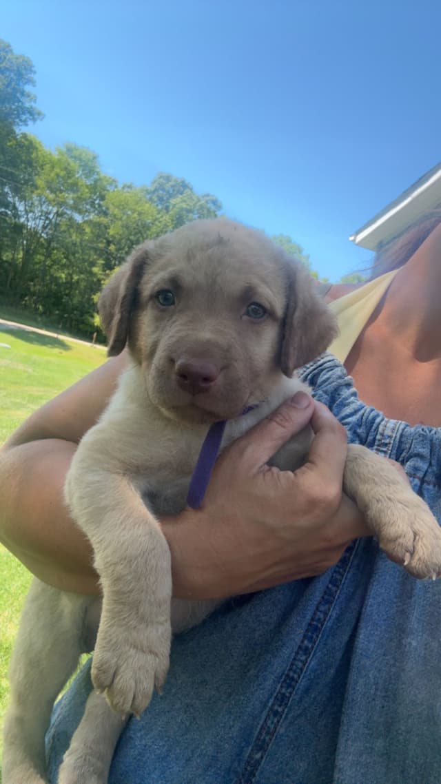 Chesapeake Bay Retriever Puppies media 5