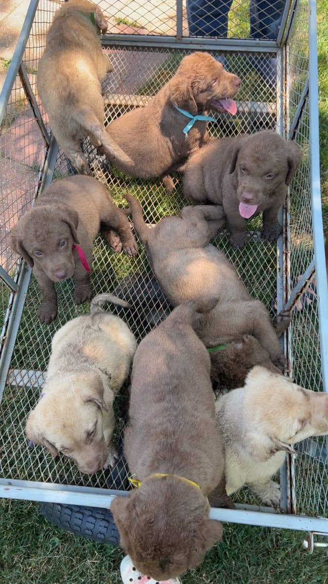 Chesapeake Bay Retriever Puppies media 6