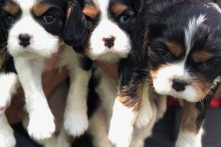 Cavalier King Charles Spaniel Puppies breeder image 1