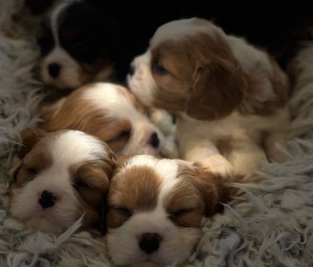 Cavalier King Charles Spaniel Puppies breeder image 2
