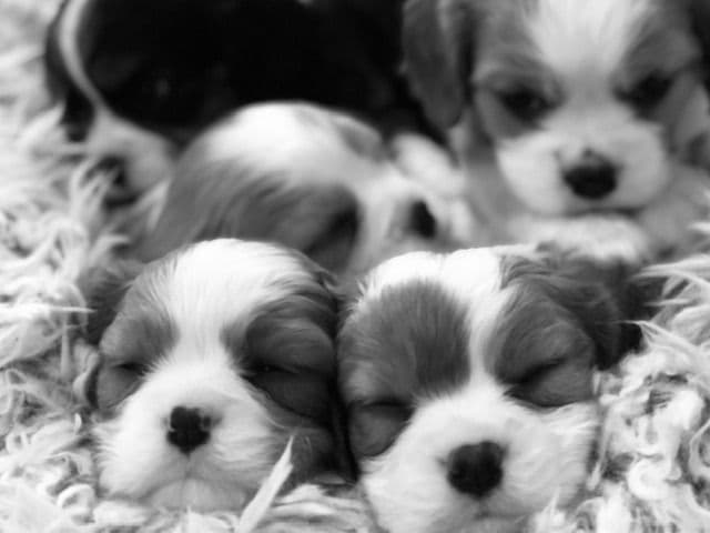 Cavalier King Charles Spaniel Puppies breeder image 3