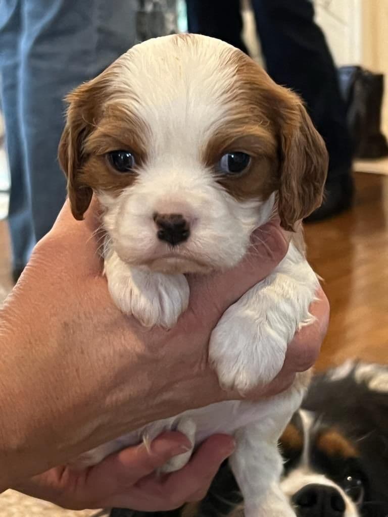 Cavalier King Charles Spaniel Puppies breeder image 6