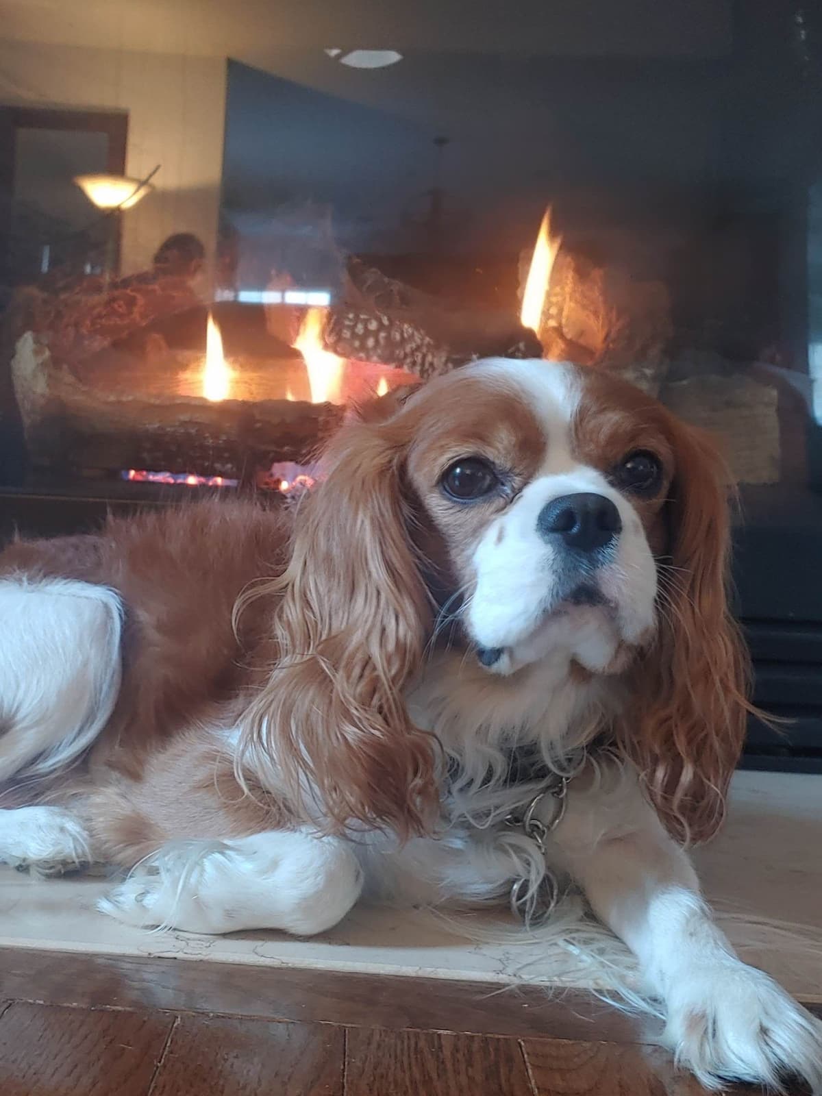 Cavalier King Charles Spaniel Puppies breeder image 5