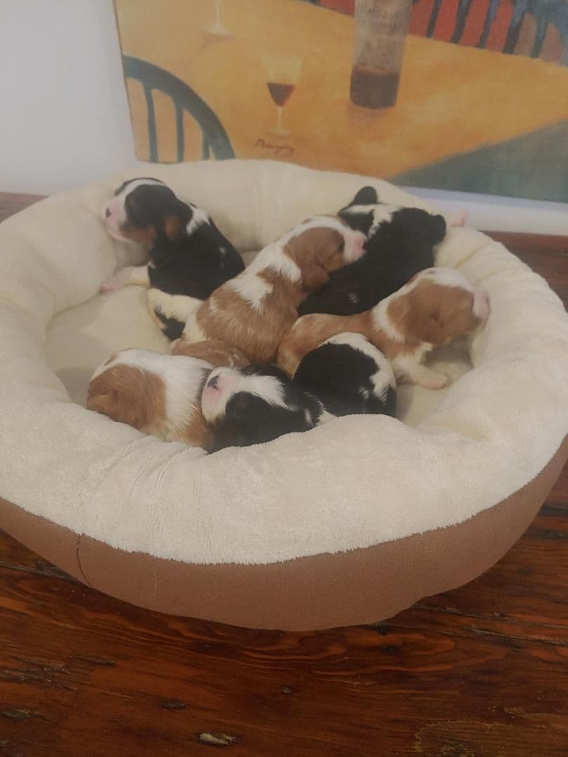 Cavalier King Charles Spaniel Puppies breeder image 7
