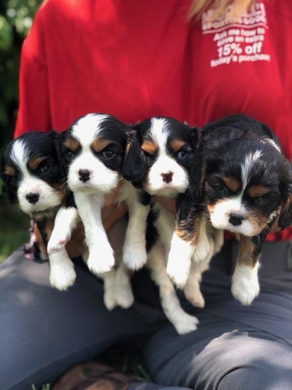 Cavalier King Charles Spaniel Puppies breeder image 8