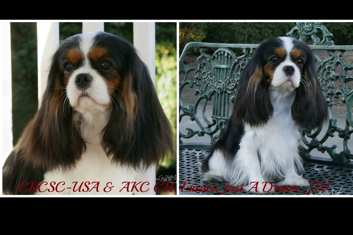 Cavalier King Charles Spaniel Puppies breeder image 1