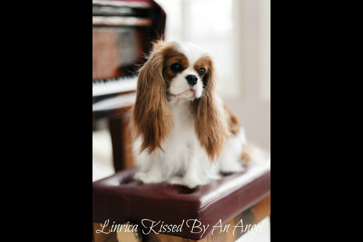 Cavalier King Charles Spaniel Puppies breeder image 2