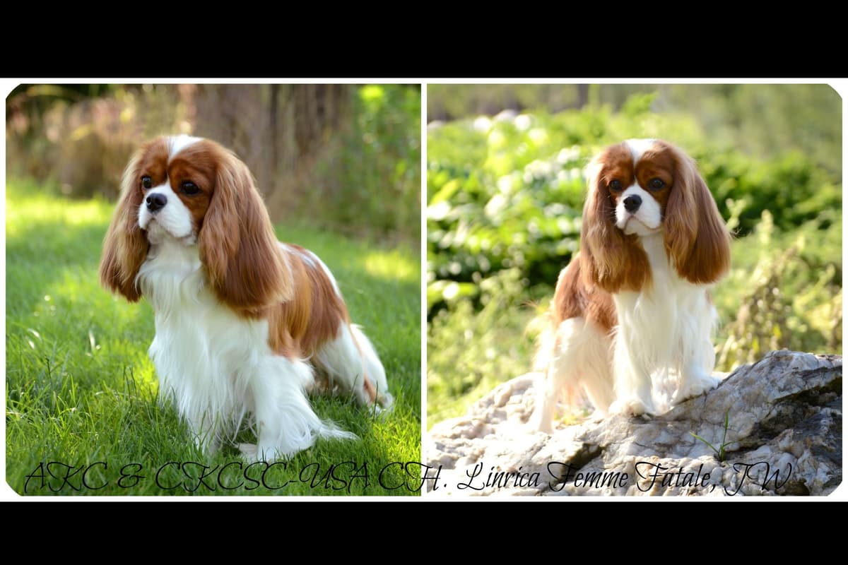 Cavalier King Charles Spaniel Puppies breeder image 3