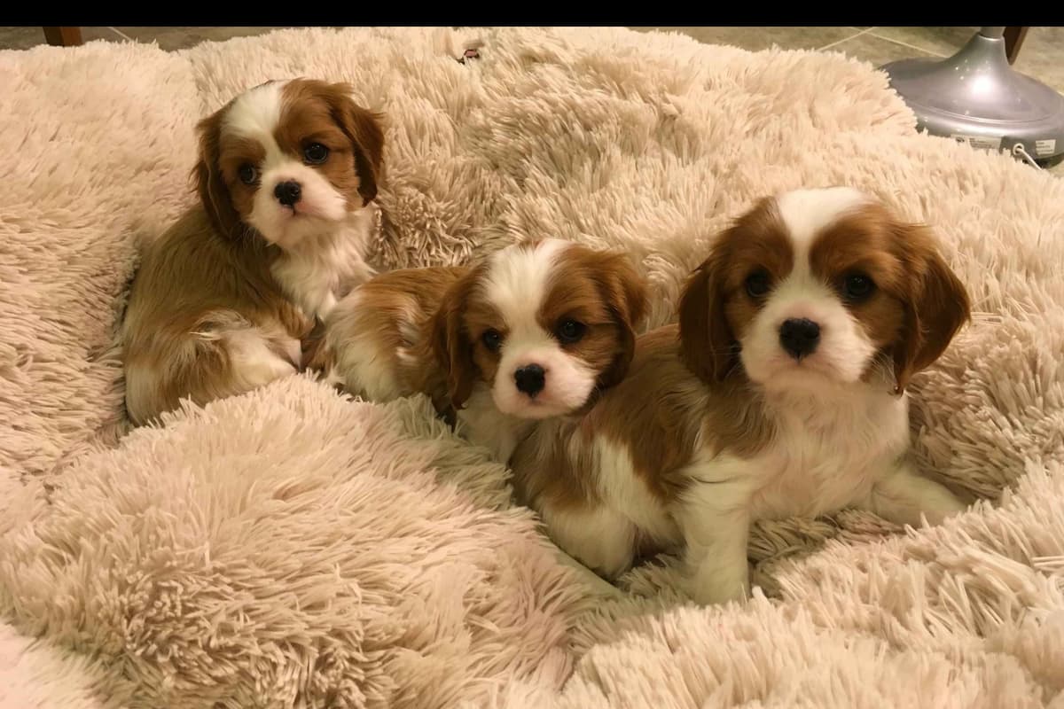 Cavalier King Charles Spaniel Puppies breeder image 4