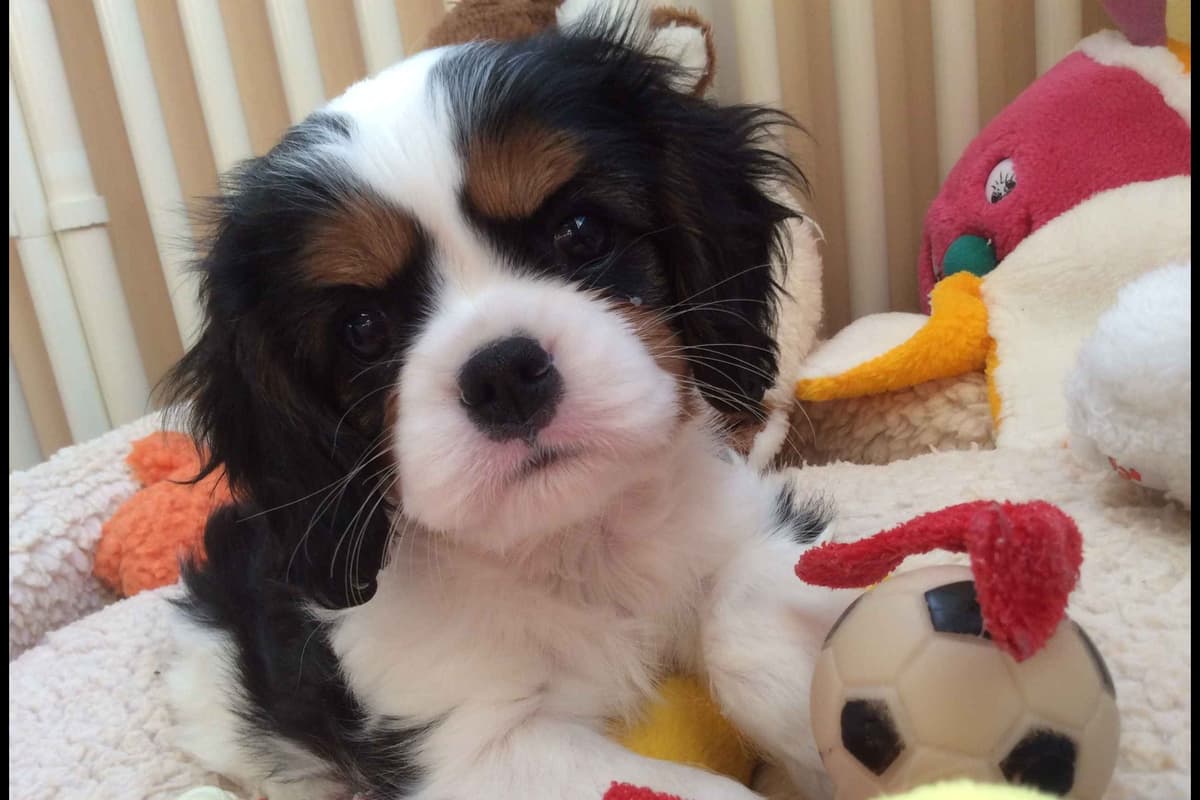Cavalier King Charles Spaniel Puppies breeder image 5