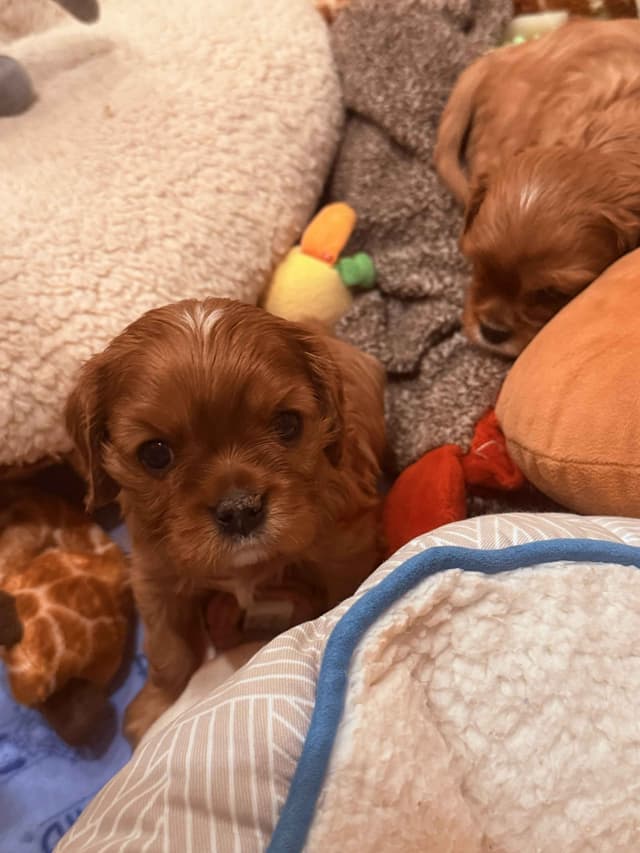 Cavalier King Charles Spaniel Puppies media 2