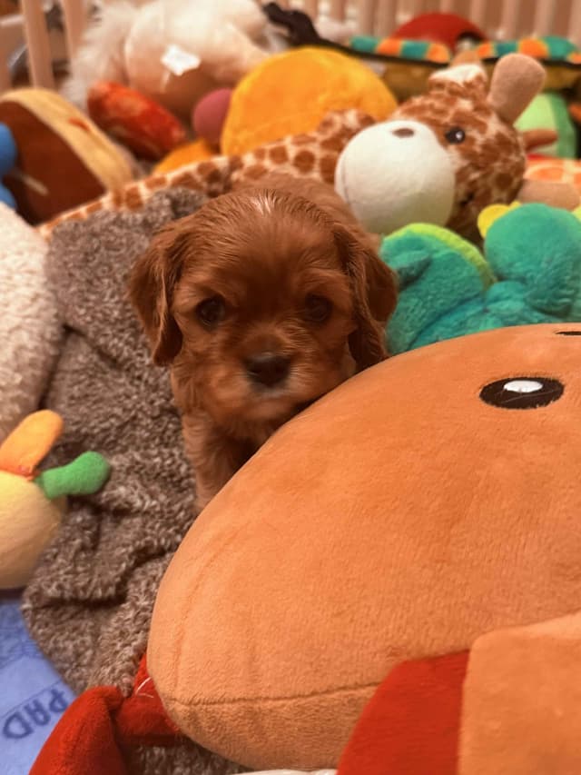 Cavalier King Charles Spaniel Puppies media 3