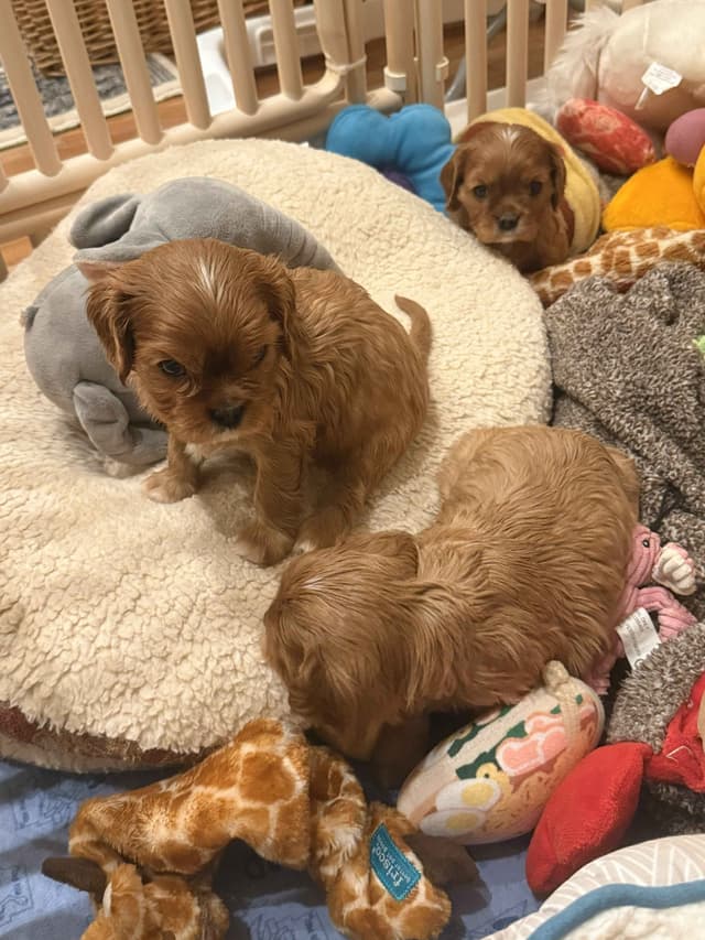 Cavalier King Charles Spaniel Puppies media 5