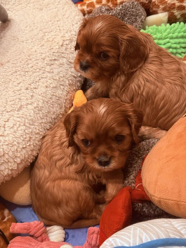 Cavalier King Charles Spaniel Puppies media 6