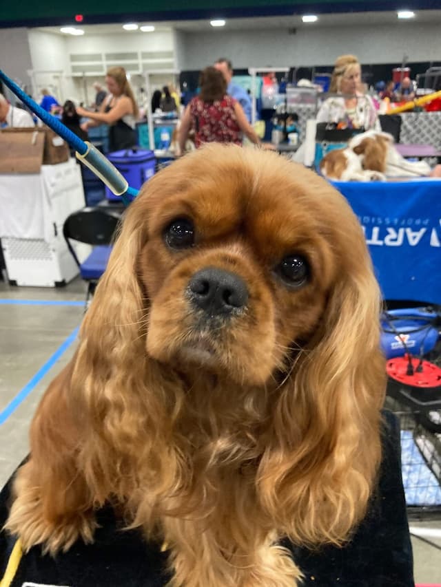 Cavalier King Charles Spaniel Puppies media 7