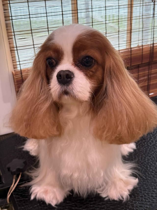 Cavalier King Charles Spaniel Puppies media 8