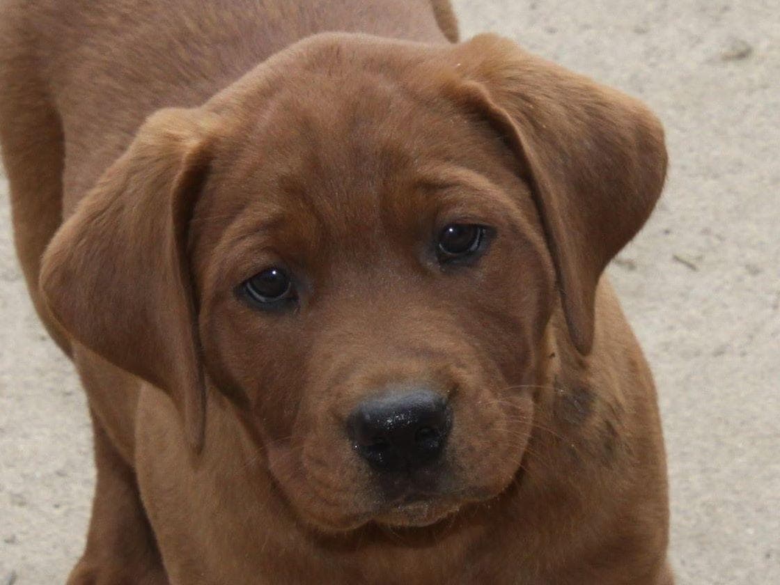 Silver & Chocolate breeder image 2