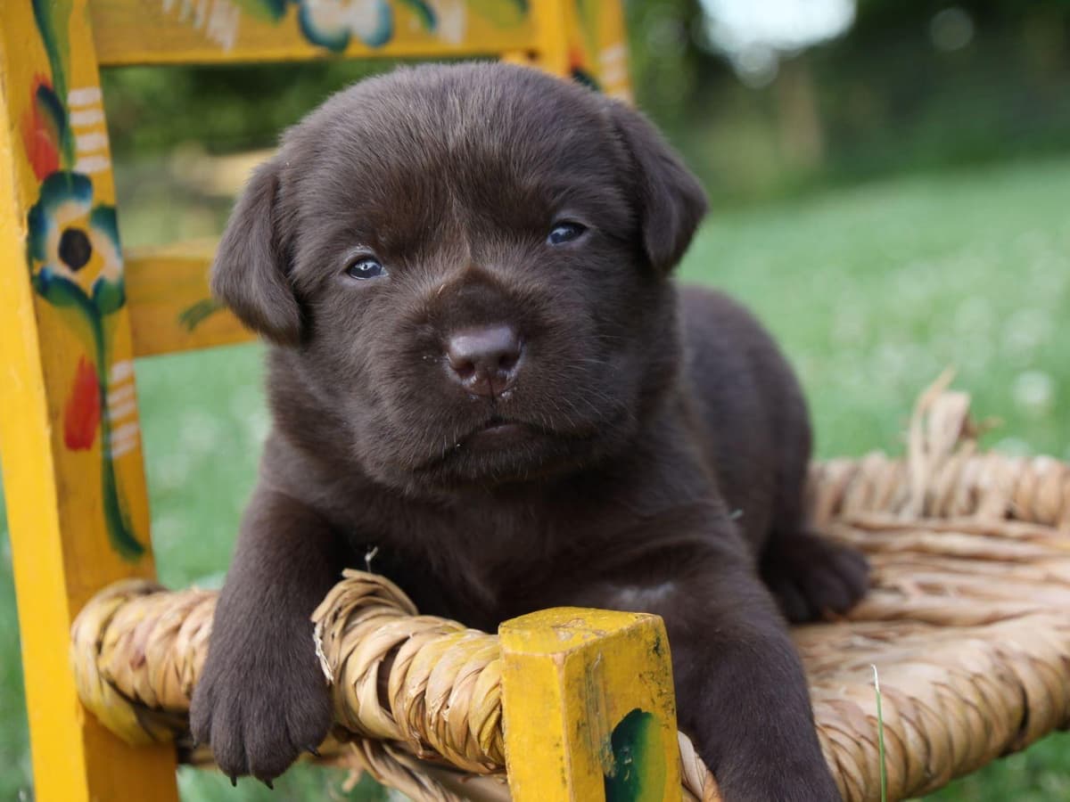 Silver & Chocolate breeder image 3