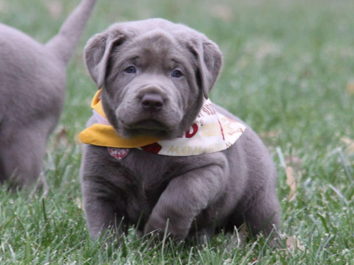 Silver & Chocolate breeder image 1