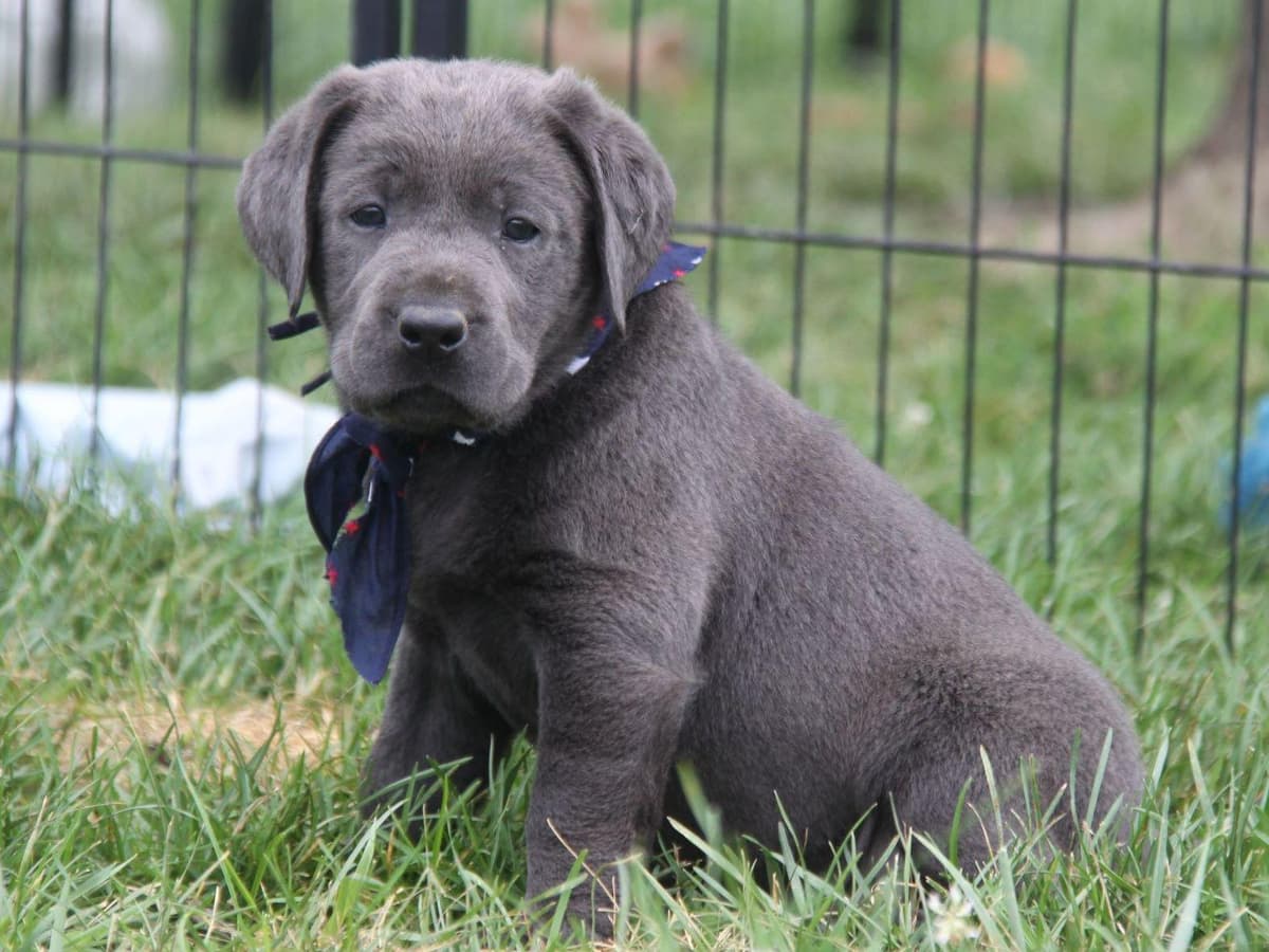 Silver & Chocolate breeder image 4