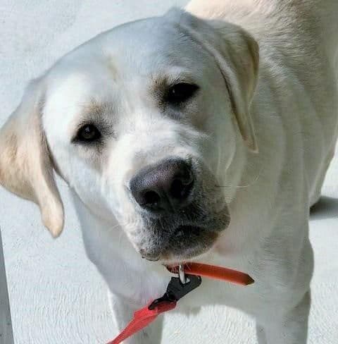 Silver & Chocolate breeder image 5