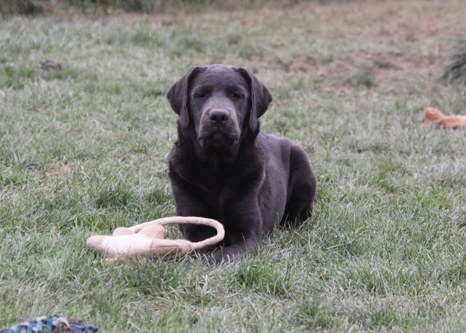 Silver & Chocolate breeder image 9