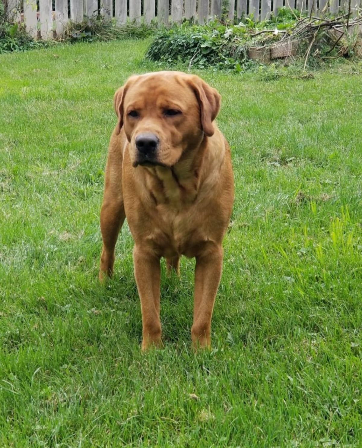 Silver & Chocolate breeder image 10