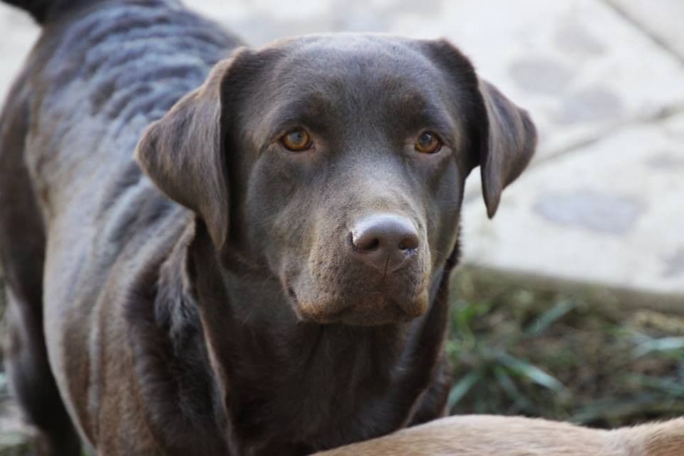 Silver & Chocolate breeder image 13