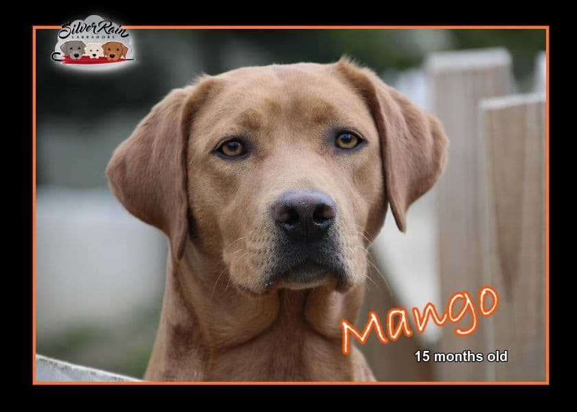 Silver & Chocolate breeder image 14