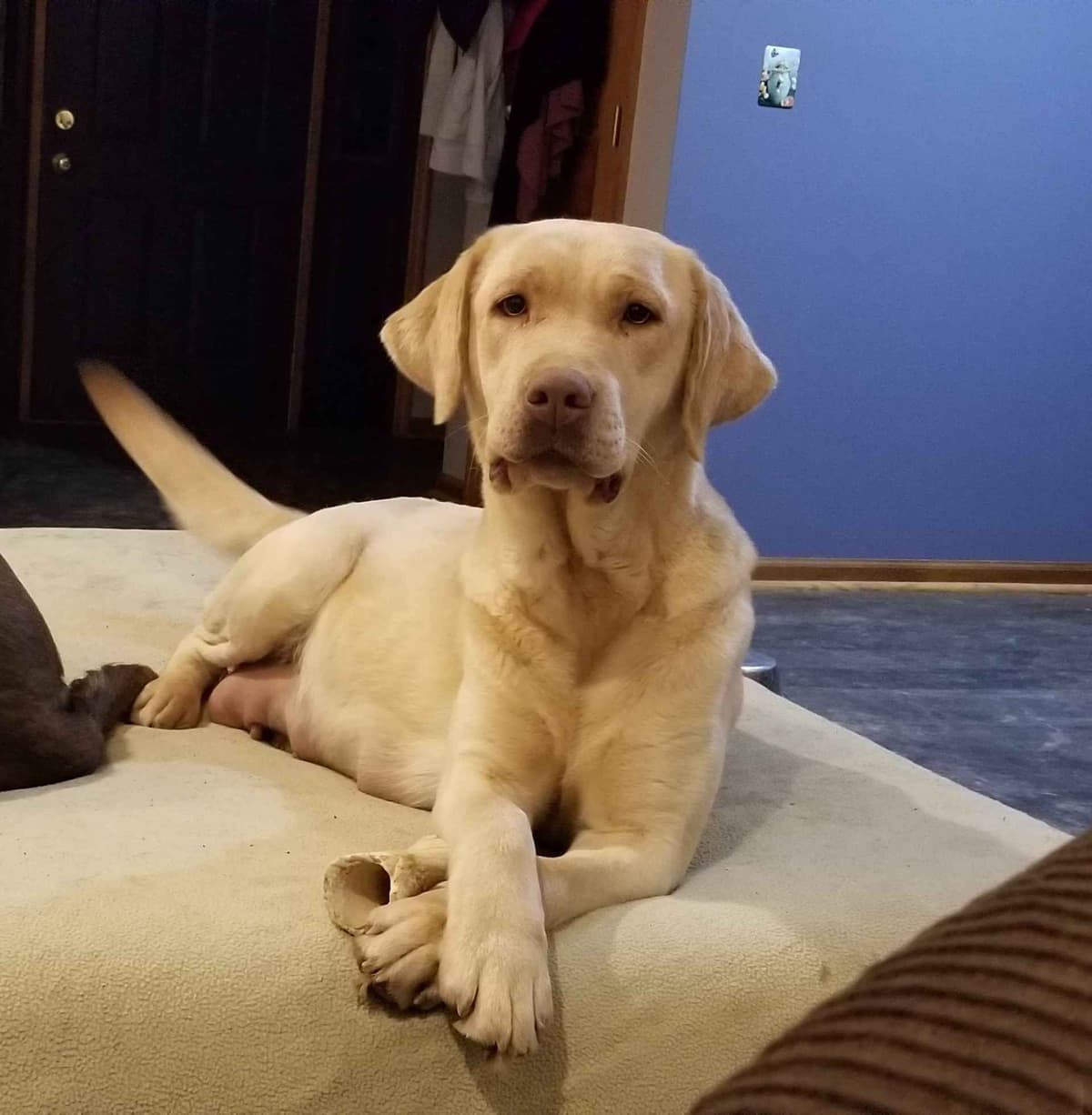 Silver & Chocolate breeder image 15
