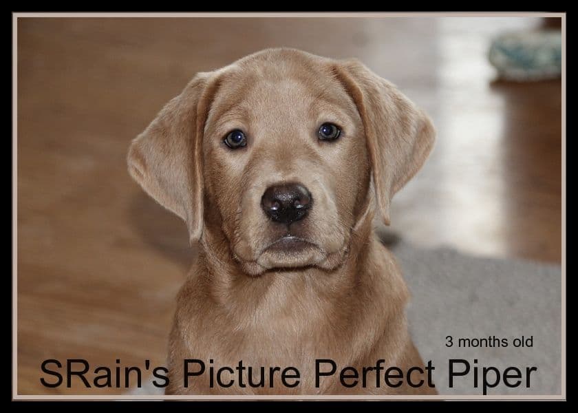 Silver & Chocolate breeder image 17