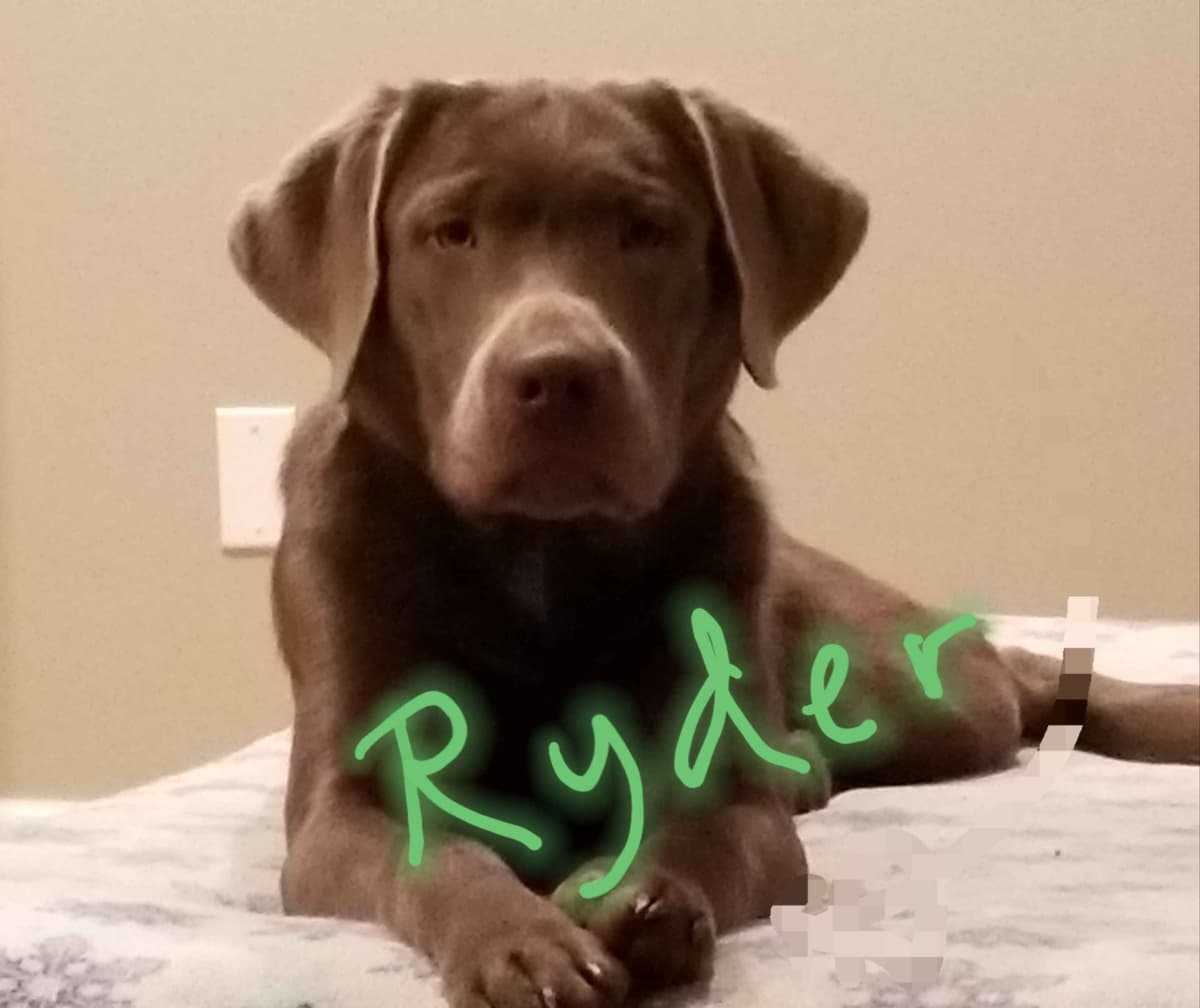 Silver & Chocolate breeder image 18