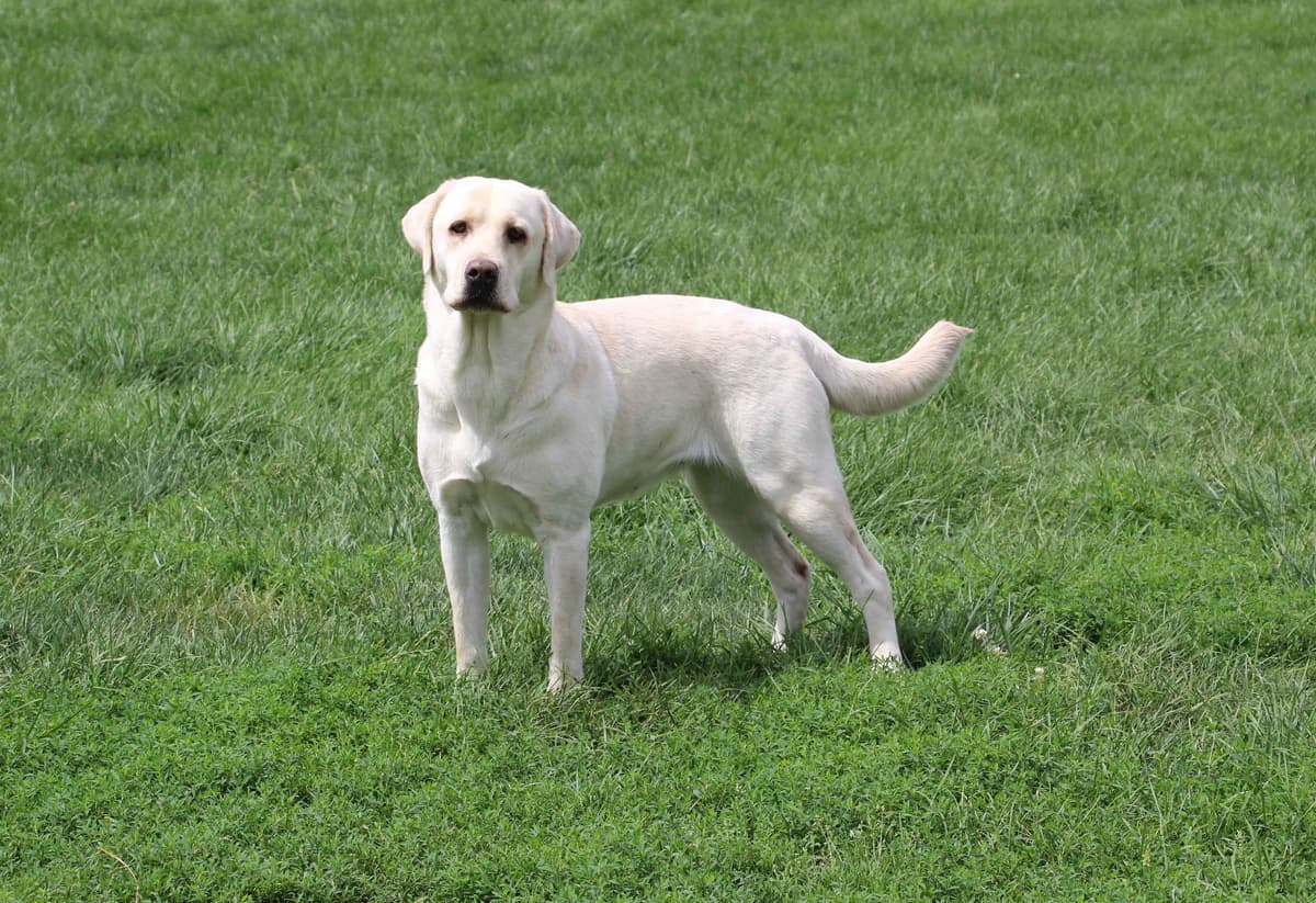 Silver & Chocolate breeder image 22