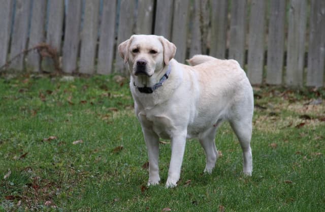 Dottie, English yellow girl is housebroken & crate trained media 2