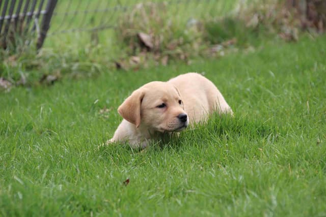 Dottie, English yellow girl is housebroken & crate trained media 3